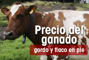 Así se comportaron los precios del ganado en la semana nov 21 a 15_22. Foto: Contexto ganadero Así se comportaron los precios del ganado en la semana nov 21 a 15_22