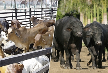 En el tercer trimestre el sacrificio de bovinos cayó 5,6 % en relación con el mismo periodo de 2021, mientras que el de enero-septiembre decreció 6,3 %. Foto: laopinion.com.co - Fedegán FNG sacrificio de ganado bovino en colombia en tercer trimestre de 2022