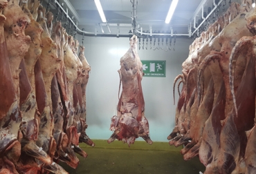 El sacrificio de bovinos en Colombia sigue siendo inferior al de 2021, especialmente el de exportación, que tenido un declive en este 2022. Foto: Utadeo sacrificio de ganado bovino colombia octubre 2022