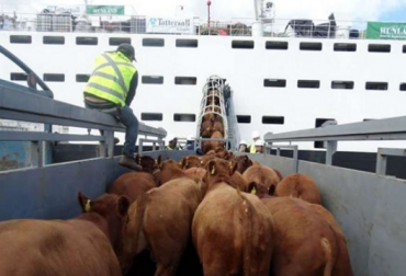 “Estamos viendo lo del degüello (el impuesto) que ellos no pagan (los exportadores de ganado en pie). Entonces todo eso va a hacer que se le aumenten los costos, que cumplan con la normatividad, que no sacrifiquen en vano los animales, que no los maltraten”: Cecilia López.o. Foto: diariocambio Exportaciones de ganado