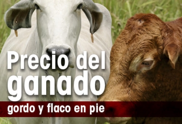 Así se comportó el precio del ganado bovino en Colombia en la semana de enero 13-19/23. Foto: CONtexto ganadero Así se comportó el precio del ganado bovino en Colombia en la semana de enero 13-19/23