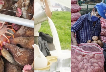 Renglones como los lácteos, la avicultura y la papa en Nariño siguen generando incertidumbre por sus dificultades para salir de la región al resto del país. Foto: El Frente - Agronegocios - elcolombiano.com avicultura, lácteos y papa