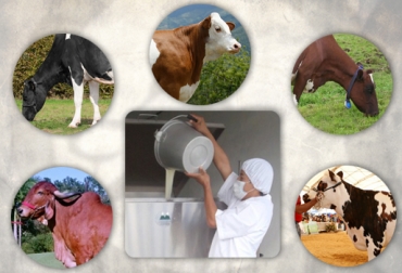 El 61 % de la leche se recogió en Cundinamarca y Antioquia, cuencas lecheras por naturaleza. Foto: CONtexto ganadero. acopio leche Colombia