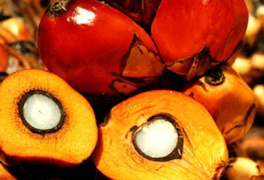 Para 2013 se espera que la producción de aceite del 6%, más de 1 millón de toneladas. Foto: CONtexto ganadero. Cultivo aceite de palma Colombia