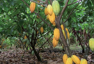 Fedecacao ocupó el séptimo lugar para acceder a los recursos del Incentivo a la Asistencia Técnica Gremial. Foto: ICA. producción cacao Colombia
