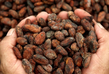 Para el año cacaotero 2013/2014 se podría tener un déficit entre 69 mil y 70 mil toneladas. Foto: CONtexto ganadero. producción cacao Colombia