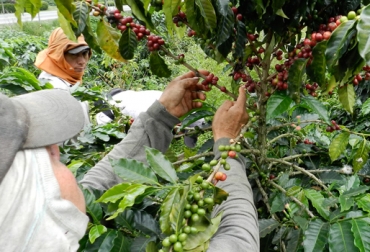 La FNC señaló que la recepción de documentos continuará de manera permanente. Foto: FNC. producción café Colombia