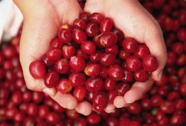 Fedecafé también busca que el grano de Caldas se convierta en una ‘Denominación de Origen’. Foto: Paisaje Cultural Cafetero. Paisaje Cultural Cafetero Colombia