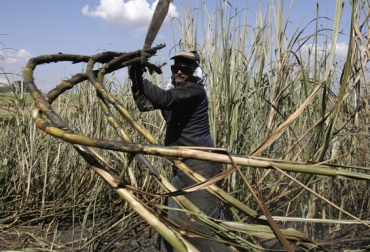 Pese al incremento del consumo se prevé que las existencias se mantengan relativamente altas. Foto: CONtexto ganadero. Producción caña de azúcar