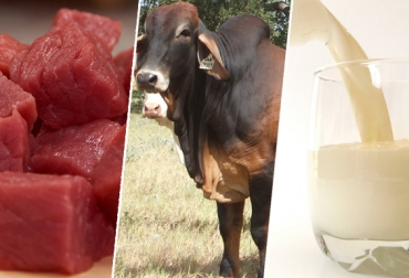Entre enero y noviembre de 2013 las exportaciones de carne subieron 432% y la de ganado bovino bajaron 12,2%. Foto: CONtexto ganadero. Exportaciones carne y leche Colombia