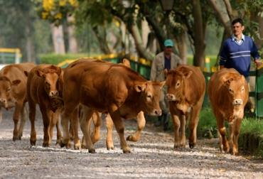 El Censo Nacional Agropecuario se desarrollará durante el último trimestre de 2013 y el primer semestre de 2014. Foto: Fedegán. Censo agropecuario Colombia
