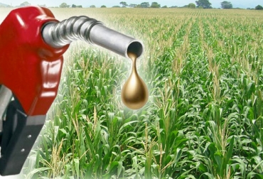 En un año Colombia produce 370 millones de litros de combustible, Estados Unidos 500 millones. Foto: CONtexto ganadero. Biocombustibles Colombia