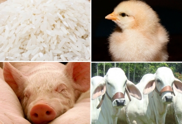 Los productos que más se decomisaron fueron arroz, leche y carne. Foto: CONtexto ganadero. Contrabando de productos Colombia
