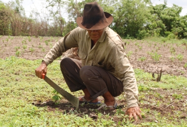 De acuerdo con Fedegán, el sector agropecuario debería recibir más crédito. Foto: Alcaldía de Soledad, Atlántico. Producción agrícola Colombia