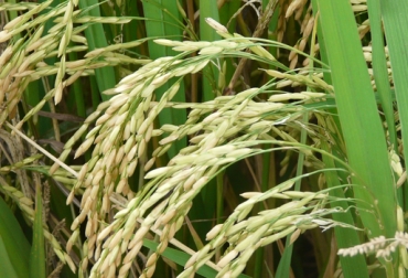 El gerente de Fedearroz señaló que las pérdidas por contrabando subieron un 45%. Foto: CONtexto ganadero. producción arroz Colombia