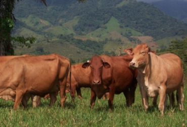 El sector de la agricultura fue el que más creció en el segundo trimestre. Foto: CONtexo Ganadero. pib segundo trimestre dane