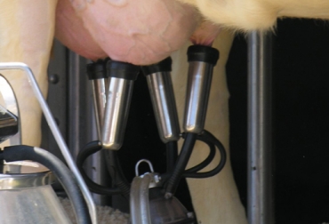 Para el presidente de la Cámara Gremial de la Leche, el decreto genera competencia desleal. Foto: CONtexto ganadero. Zonas Francas Permanentes Especiales
