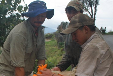 Para el tercer trimestre los productores creen que la situación económica mejorará. Foto: CONtexto ganadero. Encuesta de Opinión Empresarial Agropecuaria - SAC