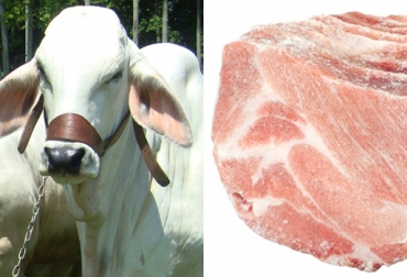 Entre enero y agosto las exportaciones de ganado y carne congelada crecieron 13,2% y 5,6%, respectivamente. Foto: CONtexto ganadero. Exportación ganado y carne Colombia