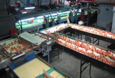 El proyecto basado en energías renovables no convencionales permite que las plantas de enfriamiento y embalaje del sector frutícola puedan mejorar el desempeño energético y reducir sus impactos ambientales. Foto: Cortesía - Innovagro Energías renovables para el sectior frutícola