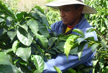 Según la FNC los cafeteros podrán acceder hasta noviembre a los recursos del PIC. Foto: Federación de Cafeteros. producción café Colombia