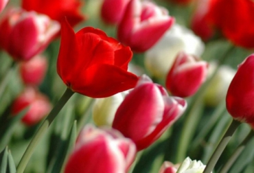Colombia ocupa el primer lugar en comercialización de flores hacia la nación norteamericana. Foto: CONtexto Ganadero. Producción flores Colombia