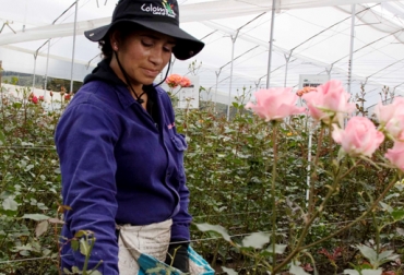 Un colombiano busca cultivar flores en Kenia. Foto: Asocolflores. Producción de flores Colombia