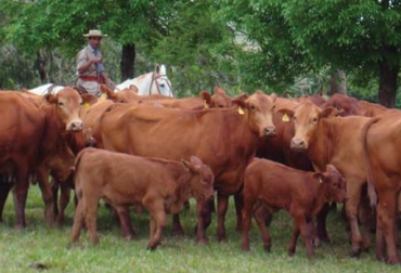 La Dian también organiza para el 23 de abril la Feria de Cobranzas Dian – Sector agropecuario. Foto: Fedegán. Ganadería Colombia