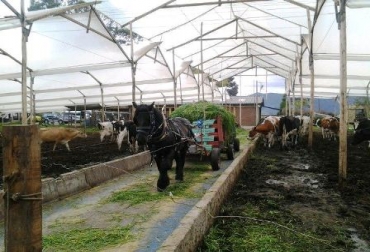Según el estudio los concentrados, fertilizantes, sales mineralizadas y medicamentos se catalogan como los más elevados. Foto: CONtexto Ganadero. Ganadería colombiana