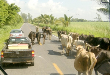 Desde la frontera con Venezuela ingresan productos ilegales y sin certificación sanitaria. Foto: CONtexto Ganadero. comercio bilateral entre Colombia y Venezuela