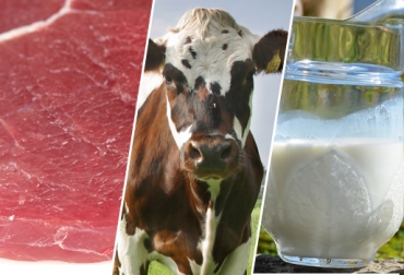 Entre enero y noviembre de 2013 el valor total de las importaciones agropecuarias representó el 10,8%. Foto: CONtexto ganadero. Importaciones carne animales vivos y leche