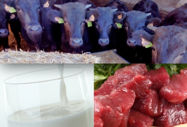 De enero a septiembre se presentó un aumento en la compra de productos agropecuarios, alimentos y bebidas del 3,6 %. Foto: CONtexto ganadero. Importaciones sector pecuario septiembre