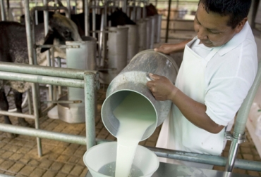 En la actualidad el ganadero recibe, dentro del promedio nacional, $900 por cada litro de leche. Foto: Cortesía. producción leche Colombia