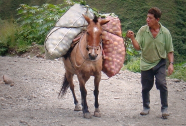 Según los gremios, con la construcción de una política agropecuaria, el campo estará a la vista de nacionales e internacionales. Foto: blogspot.com sector rural en colombia