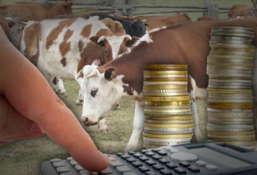 Todas las empresas bovinas del país que estén entre los Grupos de las NIIF, tendrán que aplicar estas nuevas normas en sus balances financieros. Foto: CONtexto Ganadero. Niif sector agropecuario