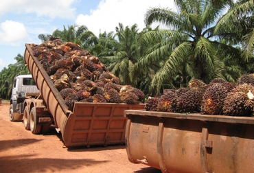 Luego de 10 días de paro agrario las pérdidas económicas están sobre los $4 mil millones. Foto: CONtexto ganadero. Pérdidas económicas por paro agrario palmicultores.