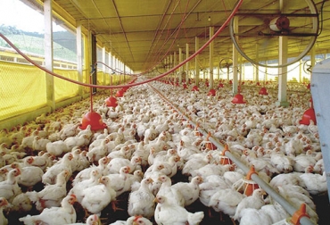 Fenavi solicitó equipos de carga suficientes para el transporte de comida. Foto: CONtexto ganadero. Granjas avícolas Colombia