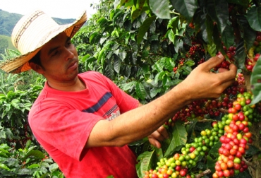 Los subsidios a los cafeteros ascienden a $691.338 millones. Foto: Alcaldía municipal de Teruel. producción café colombia