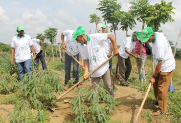 Hay cerca de 1.500 hectáreas de yuca industrial sin arrancar. Foto: Sena. Producción de yuca Colombia