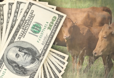 El incremento de la divisa norteamericana tiene doble impacto en el sector ganadero nacional. Foto: CONtexto Ganadero. revaluación del dólar