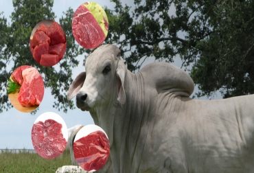 En 2014 se dejaron de sacrificar 160 mil cabezas de ganado en comparación con 2013. Foto: CONtexto ganadero. sacrificio animal