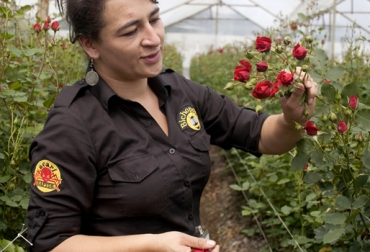 Para el gremio, los mejores días para festejar San Valentín son los martes, miércoles y jueves. Foto: colombia-inn.com.co. Producción de flores
