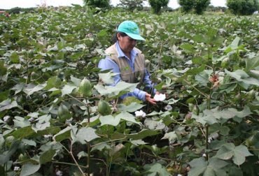 Si está interesado, puede comunicarse a los teléfonos de Cars Ltda.: (1) 248 45 34 – (1) 248 45 52 o escribir al correo: carsltda@carsseguros.com. Foto: ICA. Seguro agropecuario