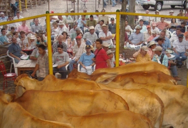 Tras un periodo de vacaciones, comienzan de nuevo las subastas ganaderas en diferentes regiones de Colombia. Foto: CONtexto Ganadero. subasta ganadera