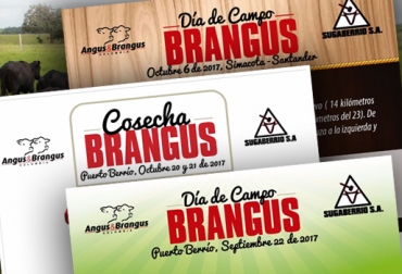 Agéndese para asistir a los días de campo y al juzgamiento Cosecha Brangus en septiembre y octubre. Foto: Asociación Angus & Brangus La Asociación Angus & Brangus de Colombia organiza el primer juzgamiento de ejemplares de la raza Brangus de potrero y de lotes de terneros destetos comerciales, aplicando una metodología sin precedentes en el país. Juan David Peláez, director ejecutivo de la asociación, expresó que se abrirá un espacio para que los ganaderos puedan exhibir sus ejemplares, al mismo tiempo que los interesados puedan adquirir bovinos de esta raza. “Vamos a hacer el primer juzgamiento de animales Brangus de potrero, que es