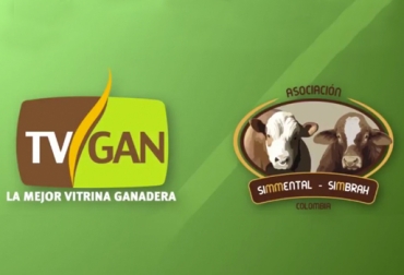 TVGAN y Asosimmental se unen por primera vez para ofrecer ganados Simmental en una emisión especial. Foto: YouTube TVGAN Alianza Asosimmental 20 septiembre 2017, Asosimmental, eventos TVGAN 2017, grabar videos TVGAN, promoción TVGAN junio 2017, videos TVGAN 2017, TVGAN Remates, TVGAN 20 de septiembre de 2017, programa TVGAN Remates, TVGAN El técnico es usted, tvgan fedegán, CONtexto ganadero, ganaderos colombia, noticias ganaderas colombia