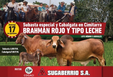 La subasta realiza un evento especial para celebrar el día del Amor y la Amistad. Foto: Sugaberrío S.A. Subasta especial ganado brahman rojo y tipo leche Sugaberrío septiembre 2017, subastas especiales Sugaberrío, Sugaberrio, subastas en puerto berrío, subastas de ganado, omaira guisao benítez, ganadería colombia, CONtexto ganadero, noticias ganaderas colombia