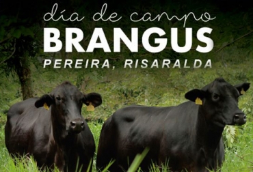 El día de campo se realizará en la finca La Cecilia, cerca de Pereira, el próximo 14 de diciembre. Foto: Asociación Angus & Brangus Día de Campus Asociación Angus & Brangus, día de campo Aso Angus Brangus, Comprar Brangus en Colombia, evento Brangus 2017, día de campo Angus, día de campo Brangus, noticias Angus Colombia, noticias Brangus Colombia, información Brangus Colombia, Asociación Angus & Brangus, CONtexto ganadero, ganaderos colombia, noticias ganaderas colombia
