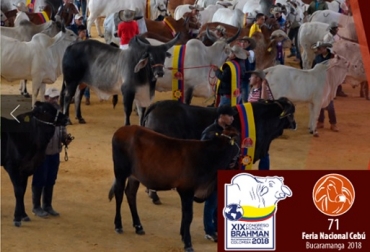 Tres grandes remates se realizarán en el evento: el jueves 29 de noviembre, el remate La Vía Láctea; el viernes 30 de noviembre, La Gran Reserva de ejemplares de ‘Potrero’; y el sábado 1 de diciembre, genética de ganado de cabezal. Foto Asocebú Asocebú, 71 Feria Nacional Cebú, Bucaramanga 71 Feria Nacional Cebú, XlX Congreso Mundial Brahman, Ganadería, ganadería Colombia, noticias ganaderas, noticias ganaderas Colombia, Contexto ganadero