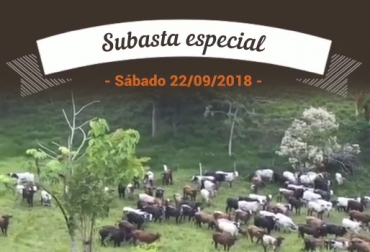 La Hacienda La Corona es la principal invitada a la subasta especial de los 20 años de Subacasanare. Foto: Cortesía Las joyas de la corona blanco orejinegro, La Corona 2018, La Corona BON, Comprar BON, Vender ganado Colombia, bon, Blanco Orejinegro, Ganado criollo, Razas criollas, Ganado criollo colombiano, bon colombia, Corpoica, ganado BON, ganado blanco orejinegro, comprar ganado Colombia, remate de razas criollas, ganado BON, CONtexto ganadero, ganaderos colombia, noticias ganaderas colombia